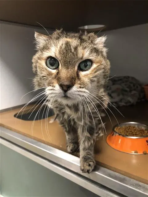 Adoptable Cat