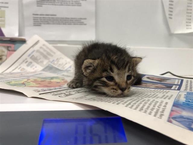 Adoptable Cat