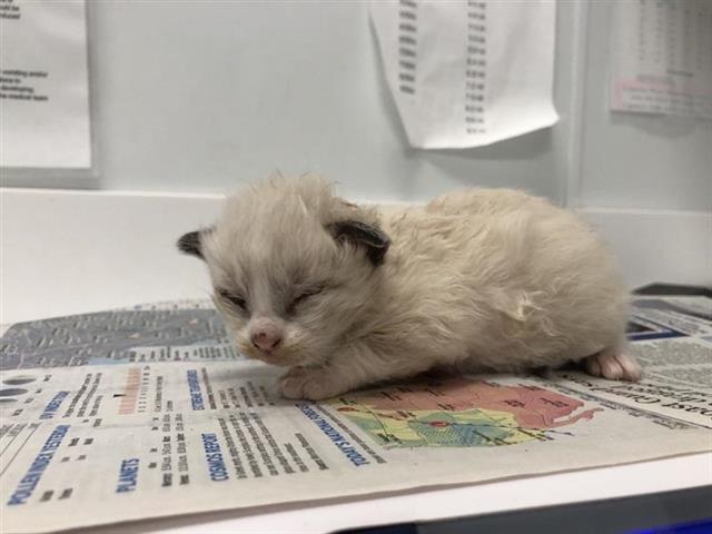 Adoptable Cat