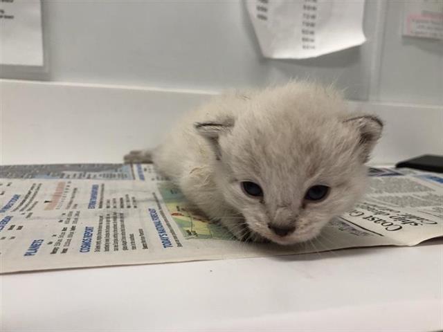 Adoptable Cat