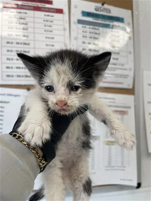 Adoptable Cat