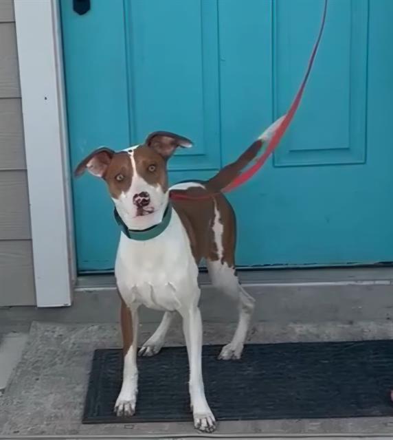 Nova