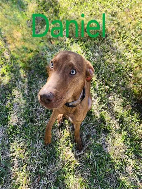 Daniel