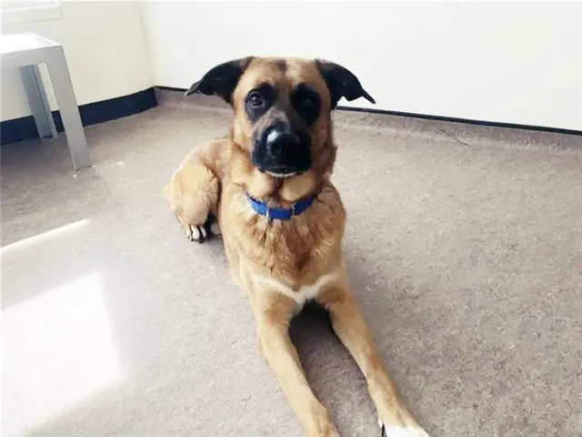 Ruger