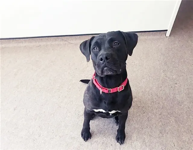 Onyx