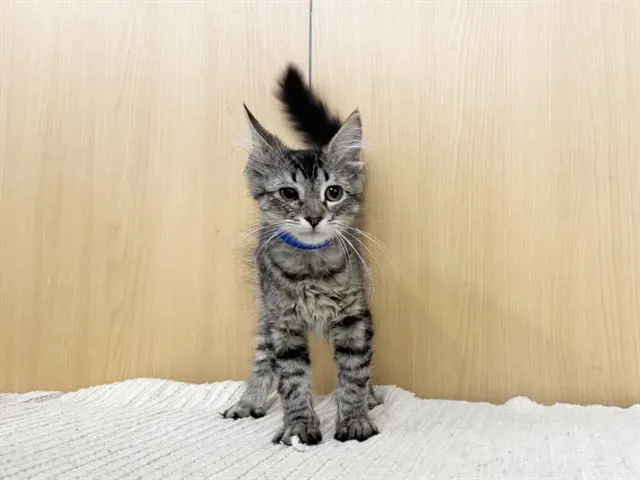 Sammy