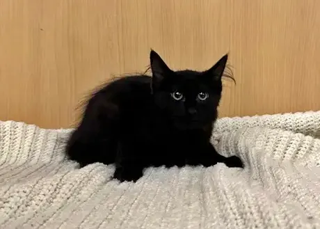 Diva