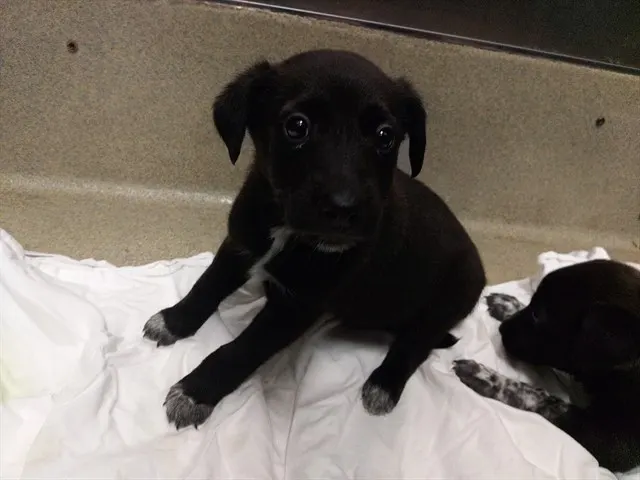 Adoptable Dog