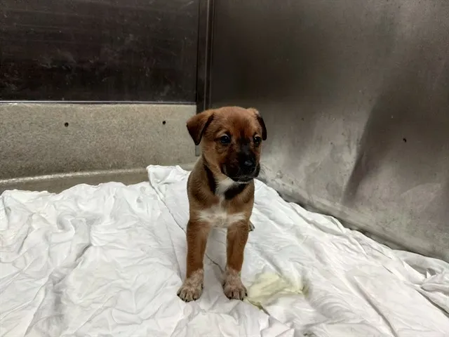 Adoptable Dog