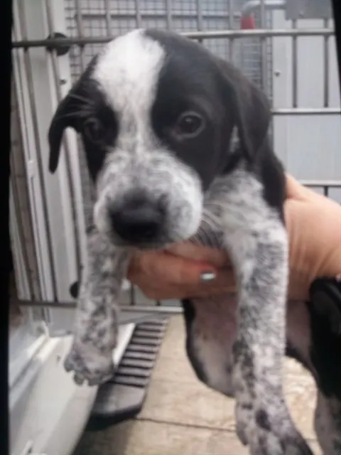 Adoptable Dog