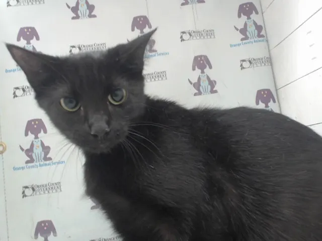 Adoptable Cat