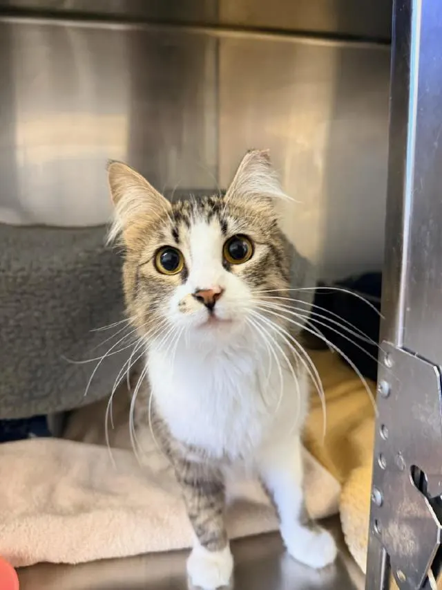 Adoptable Cat