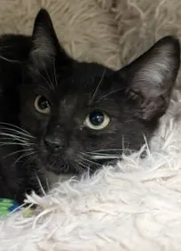 Domino