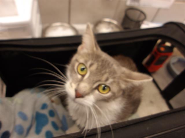 Adoptable Cat