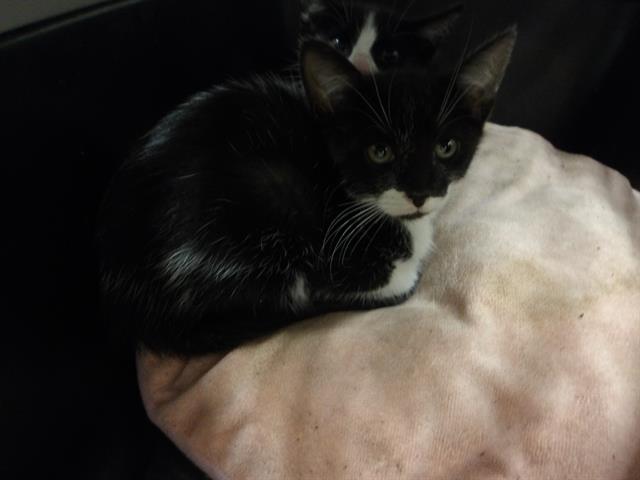 Adoptable Cat