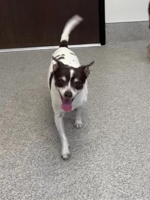 Bonnie