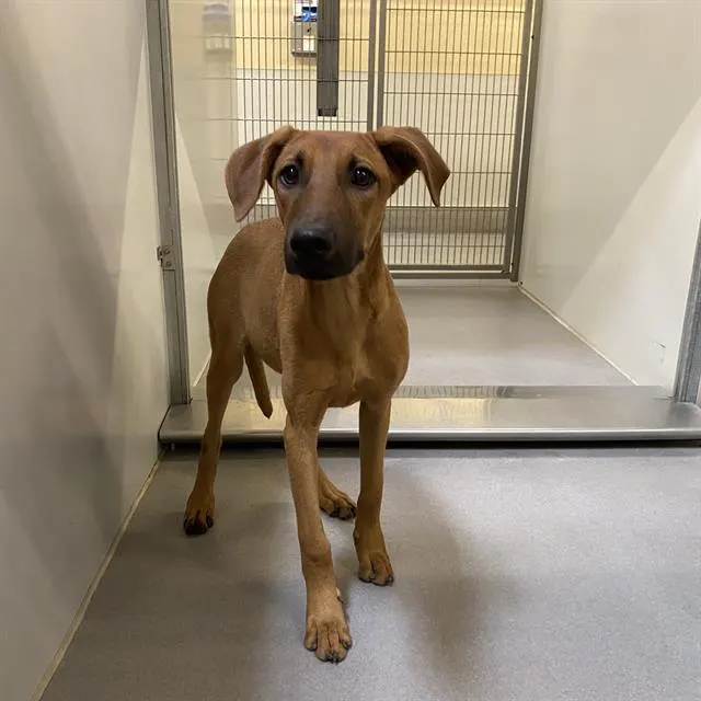Adoptable Dog