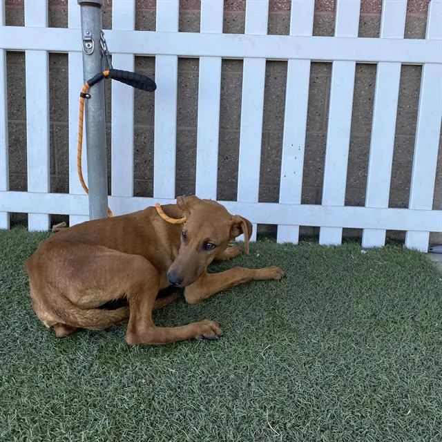 Adoptable Dog