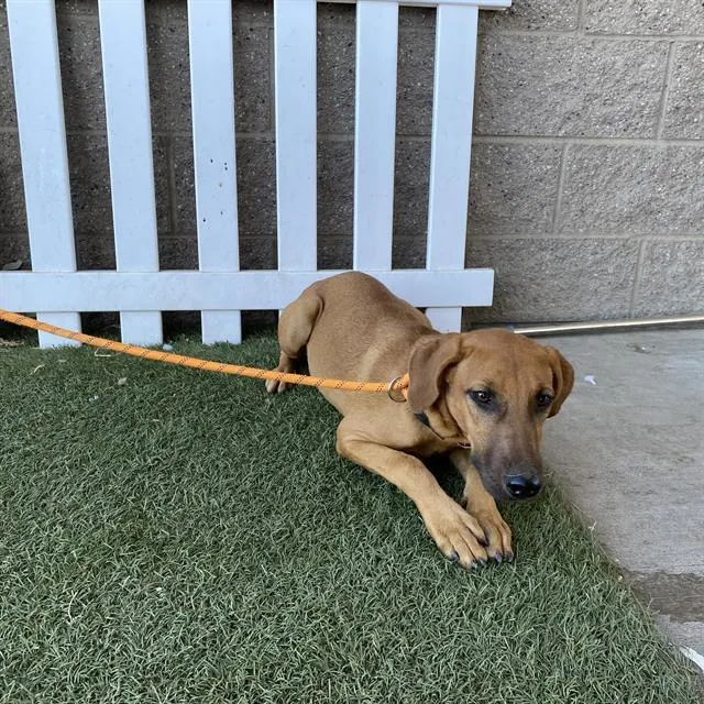 Adoptable Dog