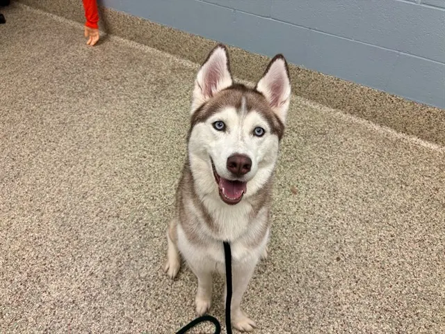 Lumi