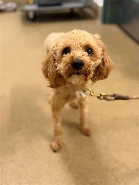 Adoptable Dog