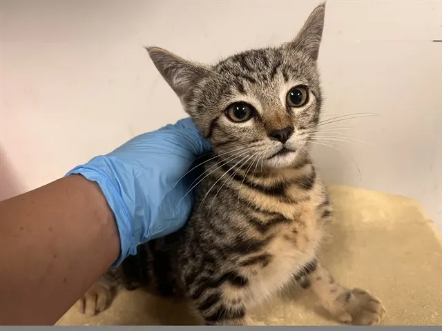 Adoptable Cat