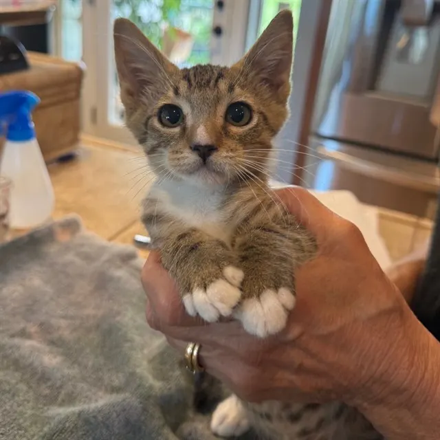 Gizmo