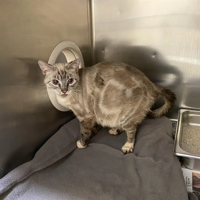 Adoptable Cat
