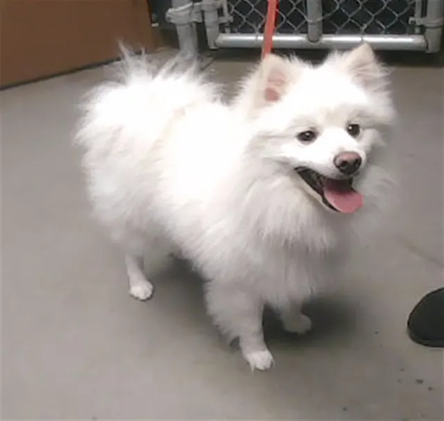 Cottonball