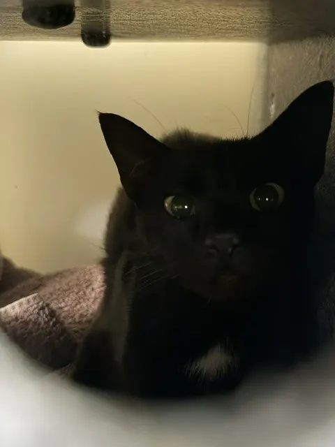 Adoptable Cat
