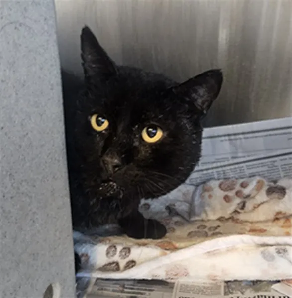 Adoptable Cat