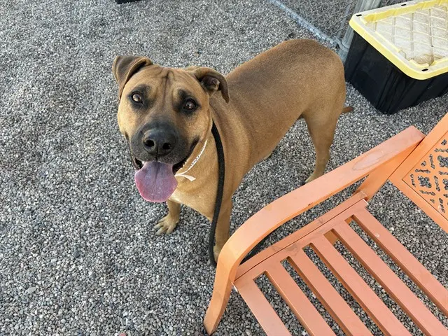 Rosie