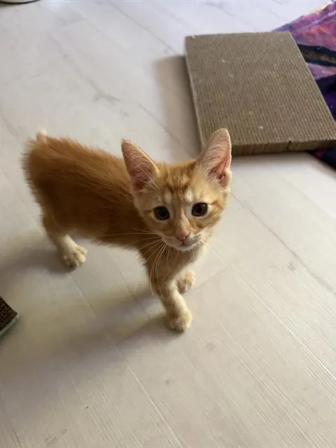 Dora