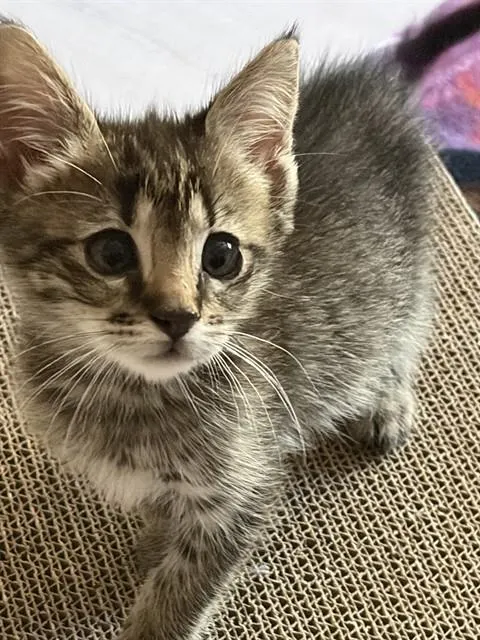 Motley