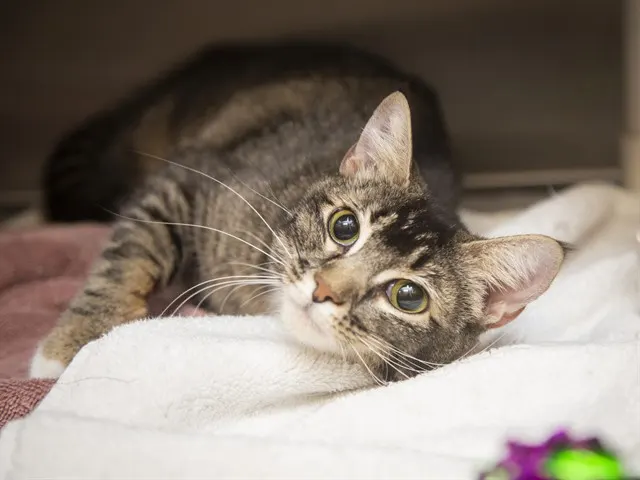 Penelope