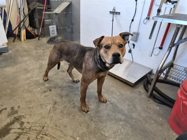Adoptable Dog
