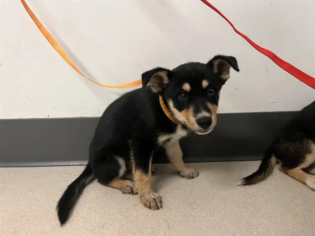 Adoptable Dog