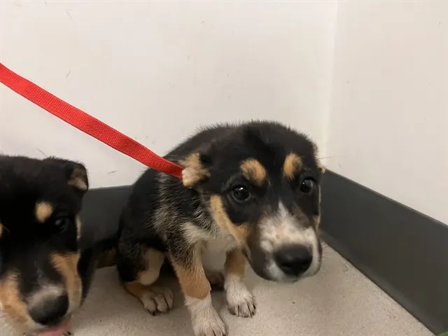 Adoptable Dog