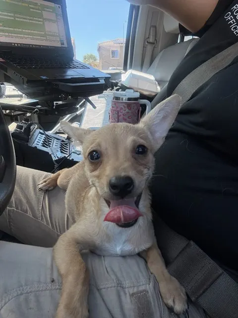 Adoptable Dog