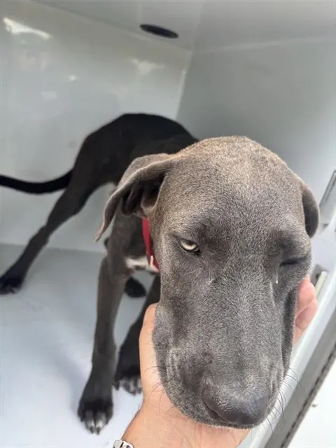 Adoptable Dog