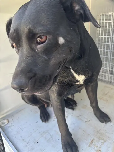 Adoptable Dog