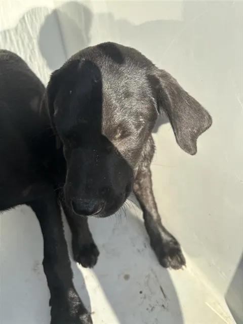 Adoptable Dog