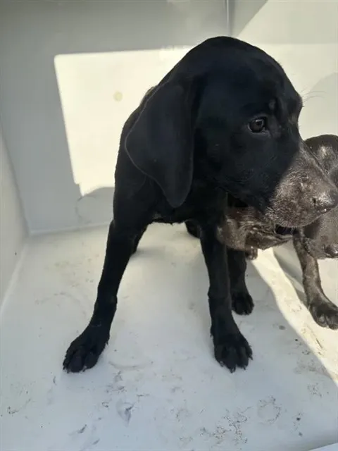 Adoptable Dog