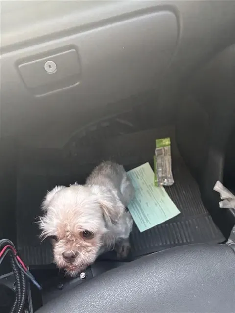 Adoptable Dog
