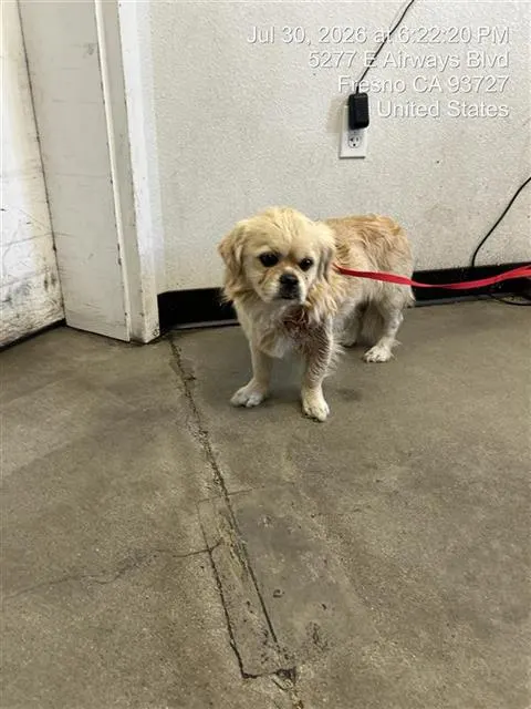 Adoptable Dog