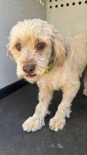 Adoptable Dog