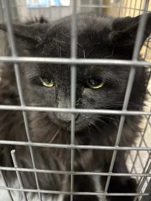 Milo