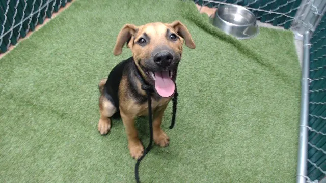 Adoptable Dog