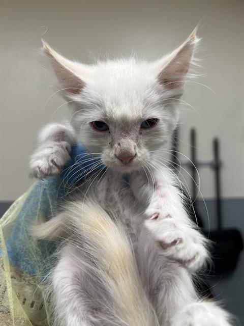 Adoptable Cat