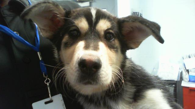 Adoptable Dog